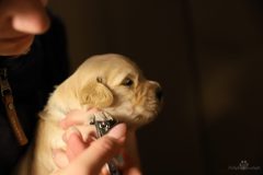 IMG_4268-scaled